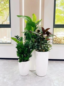 符合习惯选江北盆景出租专业，焕新空间魅力